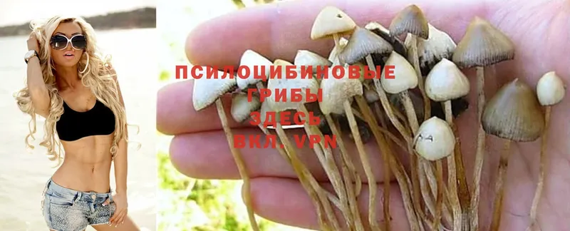 закладка  Добрянка  Галлюциногенные грибы Psilocybine cubensis 